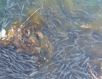 Прикрепленное изображение: 002.jpg